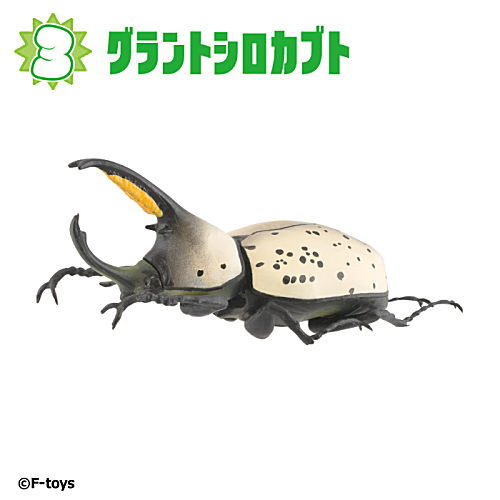 Insect Hunter Beetle x Stag Beetle 2024 [3.Grant shirokabuto]