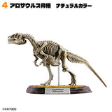 Dinosaur Master Part.5 [4.Allosaurus skeleton natural color]