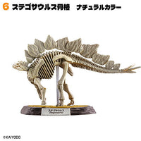 Dinosaur Master Part.5 [6.Stegosaurus skeleton natural color]