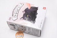 Mocchiri Kororin Neko [8.Koubako Black]