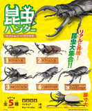 Insect Hunter 2026 Beetles x Stag Beetles [All 5 type set (Full Complete)]
