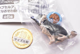 Capsule ANIA chiisanaosewa animal hen Part.2 [3.Chihuahua (black tan)]