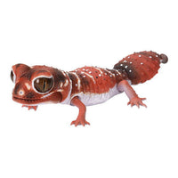 Ikimono Encyclopedia Repti Nephrurus levis Leopard Gecko [1.Nephrurus levis (Red)]