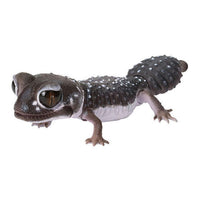 Ikimono Encyclopedia Repti Nephrurus levis Leopard Gecko [2.Western smooth knob-tailed gecko]