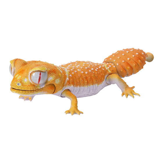 Ikimono Encyclopedia Repti Nephrurus levis Leopard Gecko [3.Albino pilbara smooth knob-tailed gecko]