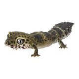 Ikimono Encyclopedia Repti Nephrurus levis Leopard Gecko [4.Leopard gecko (Carbon)]