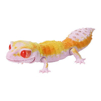 Ikimono Encyclopedia Repti Nephrurus levis Leopard Gecko [5.Leopard gecko (Radar)]