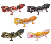 Ikimono Encyclopedia Repti Nephrurus levis Leopard Gecko [All 5 type set(Full Complete)]