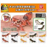 Ikimono Encyclopedia Repti Nephrurus levis Leopard Gecko [All 5 type set(Full Complete)]