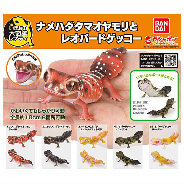 Ikimono Encyclopedia Repti Nephrurus levis Leopard Gecko [All 5 type set(Full Complete)]