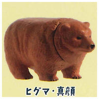 Bear pyramid [3.Brown bear magao]