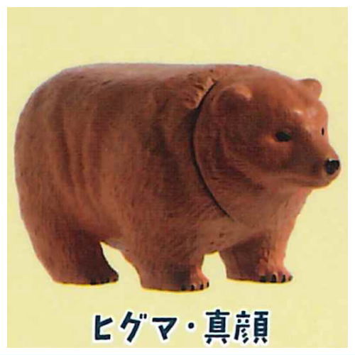 Bear pyramid [3.Brown bear magao]