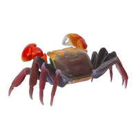 mini collection Crustacea 01 [4.Red claws crab]