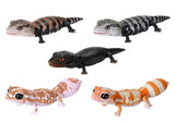 Repti Blue-tailed lizard and western African lizard [All 5 type set(Full Complete)]