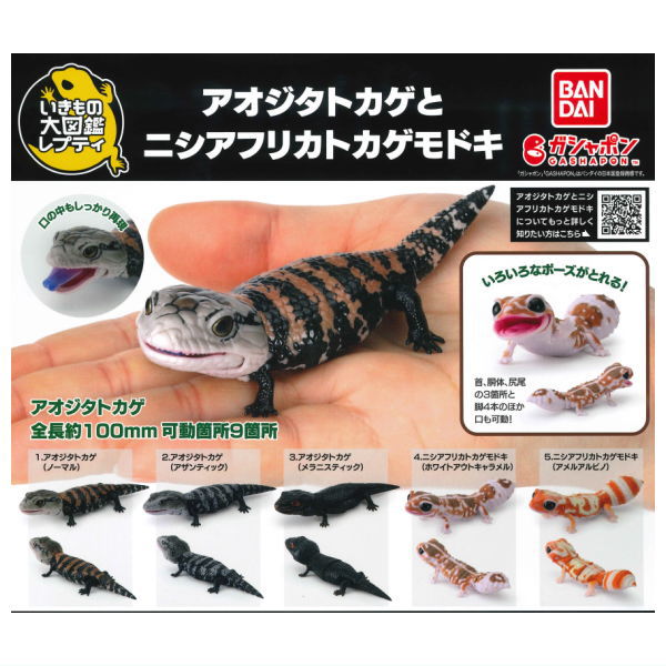 Repti Blue-tailed lizard and western African lizard [All 5 type set(Full Complete)]