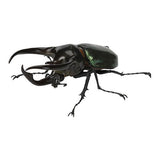 Beetle Gashapon 06 [1.Atlas beetle]