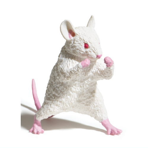 Makerumonka [1.Mus musculus]