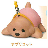 Animal Attraction Toy Poodle Sanpo [4.Sanpokarakaeritakunai Toy Poodle (Apricot)]