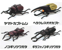 Modeling Beetles [All 4 type set(Full Complete)]