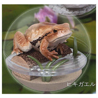 Caprium Collection Frog [2.Toad]