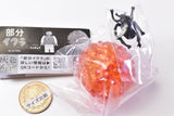 Gray meron Bubun Ikura [2.Ikura Dung beetle]