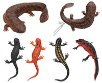 Nature Techni Colour MONO PLUS Newt and Giant salamander Ball Chain & Magnet [All 6 type set(Full Complete)]