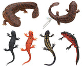 Nature Techni Colour MONO PLUS Newt and Giant salamander Ball Chain & Magnet [All 6 type set(Full Complete)]