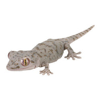 Ikimono Encyclopedia Repti Japanese gecko and Bearded dragon [1.Japanese gecko (light color)]