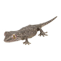 Ikimono Encyclopedia Repti Japanese gecko and Bearded dragon [2.Japanese gecko (dark color)]