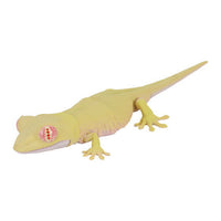 Ikimono Encyclopedia Repti Japanese gecko and Bearded dragon [3.Japanese gecko (albino)]