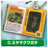 Insect Encyclopedia Mascot Stag beetle Shining Topaz [3.Miyama Stag Beetle]