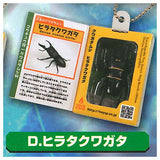 Insect Encyclopedia Mascot Stag beetle Shining Topaz [4.Hirata Stag Beetle]