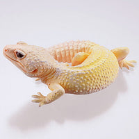 Capsule Q Gecko Figure Collection Ver.2 crested gecko [4.Leopard gecko (blizzard)]