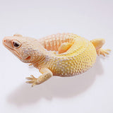 Capsule Q Gecko Figure Collection Ver.2 crested gecko [4.Leopard gecko (blizzard)]