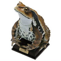 Nature Techni colour  Japanese Frog Special Edition [2.Japanese toad]