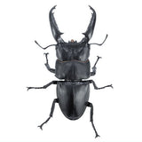 Animalier collection 1/1 Dorcus titanus [1.Palawan Dorcus titanus]