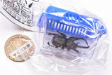 Real! Konchu Mushikago Mascot Part.7 [4.Caucasus beetle (Breeding case)]