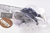 Gray Meron Nazopagos island [4.British shorthair iguana]