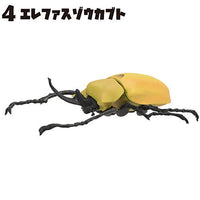 Insect King [4.Elephant beetle]