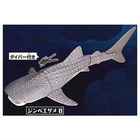 The Shark Whale Shark Found! [2.Whale Shark B]