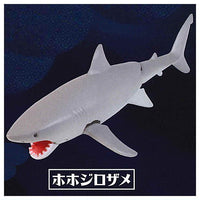 The Shark Whale Shark Found! [4.Great White Shark]