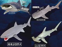 The Shark Whale Shark Found! [All 4 type set(Full Complete)]