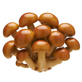 Nature Techni colour MONO PLUS Mushroom Magnet Part.1 [1.Nameko]