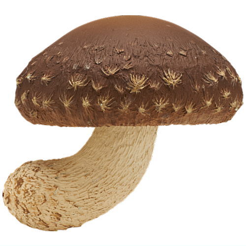 Nature Techni colour MONO PLUS Mushroom Magnet Part.1 [6.Shiitake]