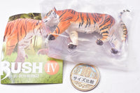 Capsule Q WILD RUSH Vol.4 Asia Tropical series [1.Bengal tiger]