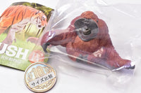 Capsule Q WILD RUSH Vol.4 Asia Tropical series [4.Orangutan]
