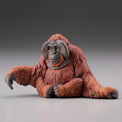 Capsule Q WILD RUSH Vol.4 Asia Tropical series [4.Orangutan]