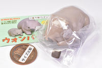 Wombat [2.Suyasuya ohirunechu]