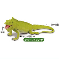 Lizard kingdom Giant lizard appears!! [3.Green iguana]