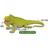 Lizard kingdom Giant lizard appears!! [3.Green iguana]